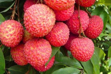 美牛股 广东茂名的荔枝运到新疆乌鲁木齐要多久？33小时！